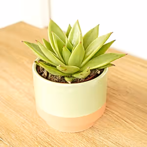 Echeveria | Sophia - Indoor Plant
