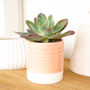 Echeveria | Freya - Indoor Plant