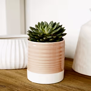 Echeveria | Willow - Indoor Plant