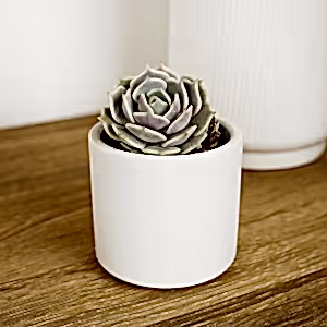 Echeveria | Elsie - Indoor Plant