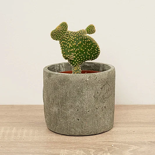 Emerald Idol Cactus | Cristata | Indoor Cactus Plants