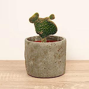 Emerald Idol Cactus | Cristata - Indoor Plant
