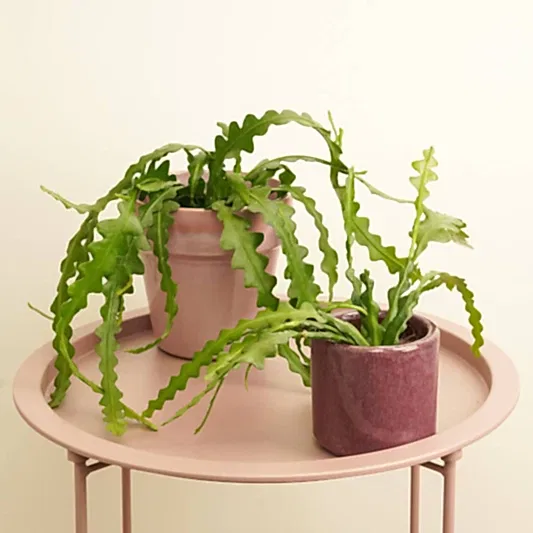 Fishbone Cactus | Potted Houseplants