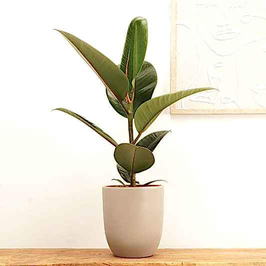 Rubber Plant | Robusta | 