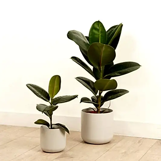 Rubber Plant | Robusta | Potted Houseplants
