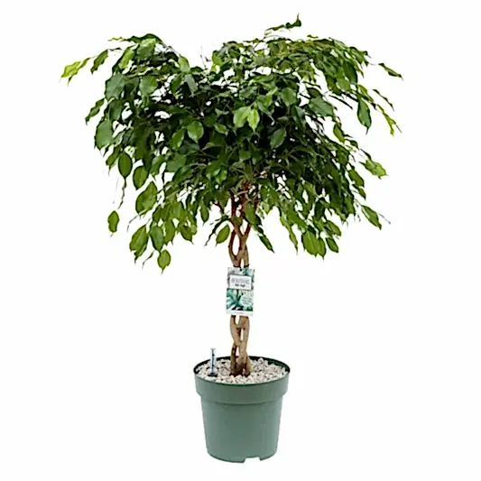 Weeping Fig | Exotica | Potted Houseplants