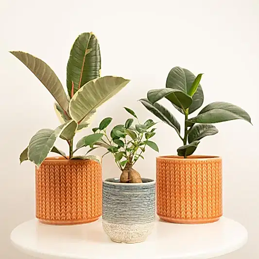 Fig Friends | Plant Bundle | 