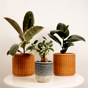 Fig Friends | Plant Bundle - Indoor Plant