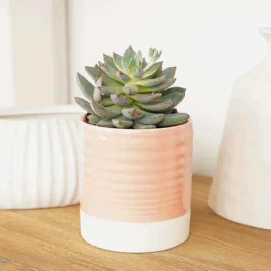 Echeveria | Florence | Rare & Unusual Plants