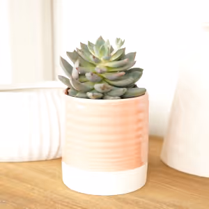 Echeveria | Florence - Indoor Plant