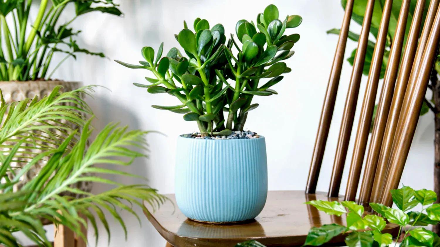 House Plant Freshness Guarantee