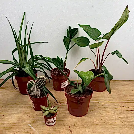 Rescue Me! Box O | Perfect Plants for Under £50