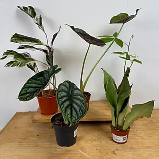 Rescue Me! Box G | Perfect Plants for Under £50