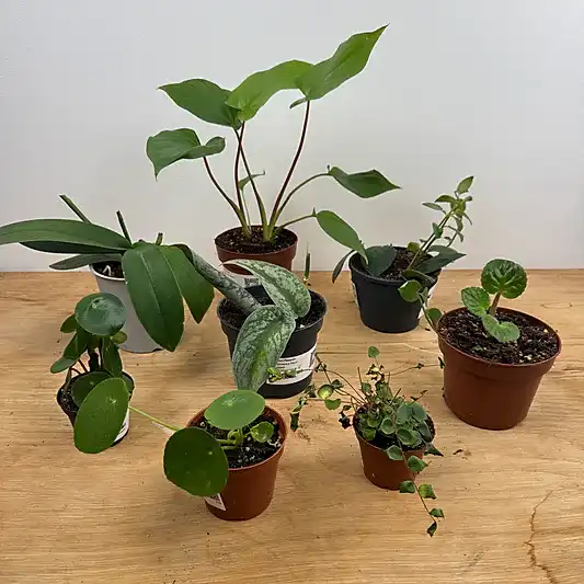 Rescue Me! Box L | Perfect Plants for Under £50