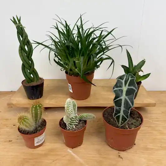 Rescue Me! Box C | Perfect Plants for Under £50