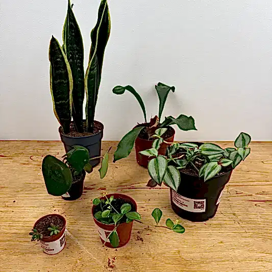 Rescue Me! Box M | Perfect Plants for Under £50