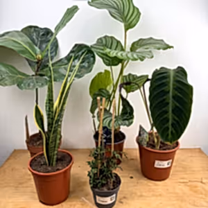 Large Rescue Me! Box F - Indoor Plant