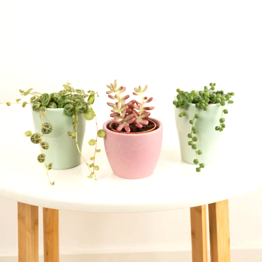 Funky Friends | Plant Bundle | Houseplant Bundles