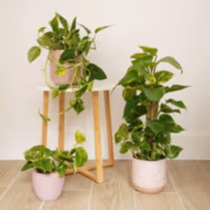 Devil's Ivy | Golden Pothos - Indoor Plant