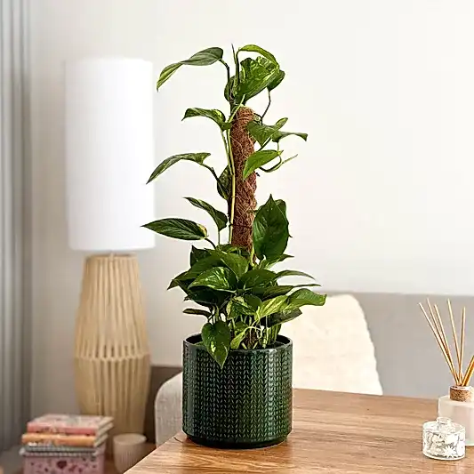 Devil's Ivy | Golden Pothos | Potted Houseplants