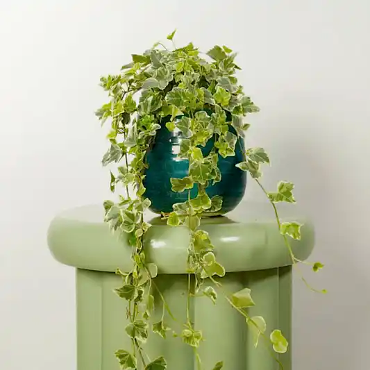 Ivy | White Wonder | Indoor Hanging Plants