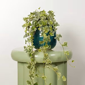Ivy | White Wonder - Indoor Plant