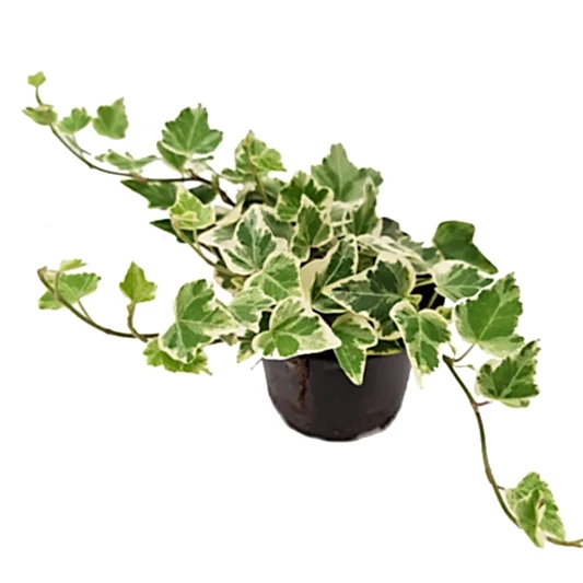 Ivy | White Wonder | Potted Houseplants