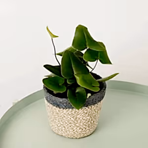 Heart Leaf Fern - Indoor Plant
