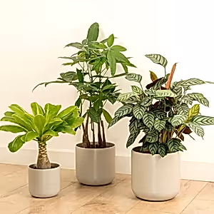 Holiday Vibes | Plant Bundle - Indoor Plant