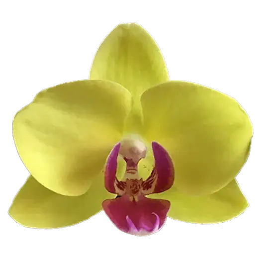 Phalaenopsis Orchid | Amalfi | Potted Houseplants