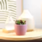 Sunrise Succulent
