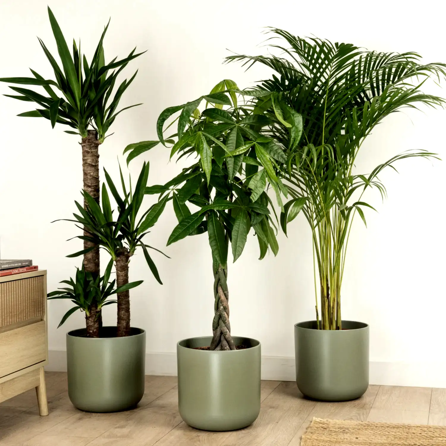 Indoor Plants