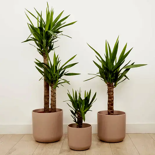 Yucca | Trees & Bonsai
