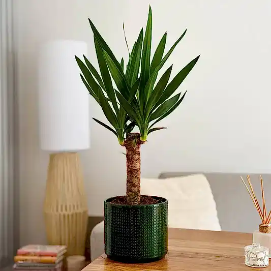 Yucca | Potted Houseplants