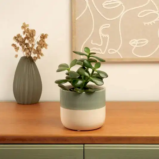 Jade Plant | Ovata | Potted Houseplants
