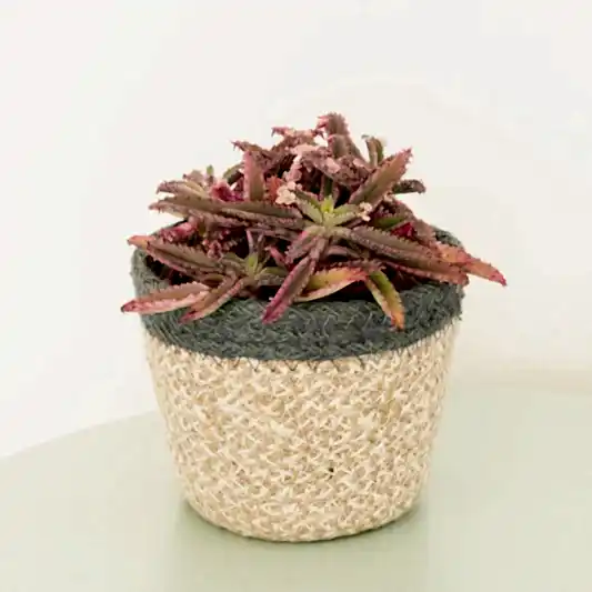 Pink Mother Of Thousands | Pink Butterfly | Hard To Find | Potted Houseplants