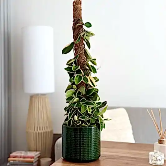 Wax Plant | Krimson Queen | Potted Houseplants