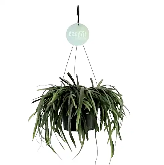Bolivianum Forest Cactus | Potted Houseplants