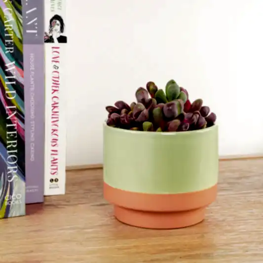 Living Stones | Royal Flush | Rare & Unusual Plants