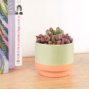 Living Stones | Royal Flush - Indoor Plant