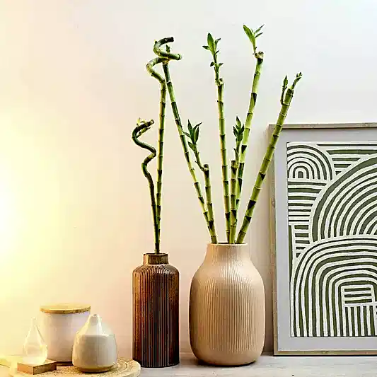 Lucky Bamboo | Trees & Bonsai