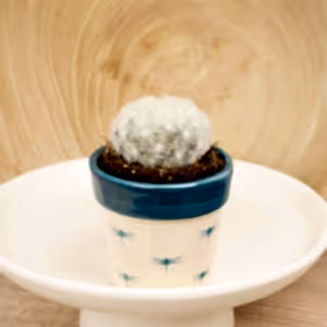 Feather Cacti - Indoor Plant
