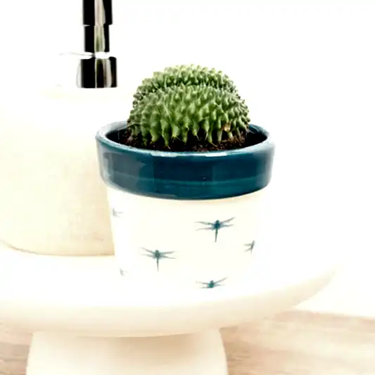 Crested Cactus | Indoor Cactus Plants