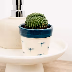 Crested Cactus - Indoor Plant