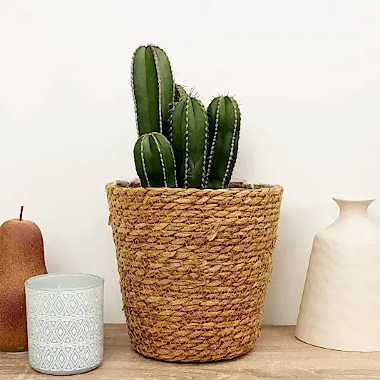 Mexican Fence Post Cactus | Indoor Cactus Plants