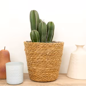 Mexican Fence Post Cactus - Indoor Plant
