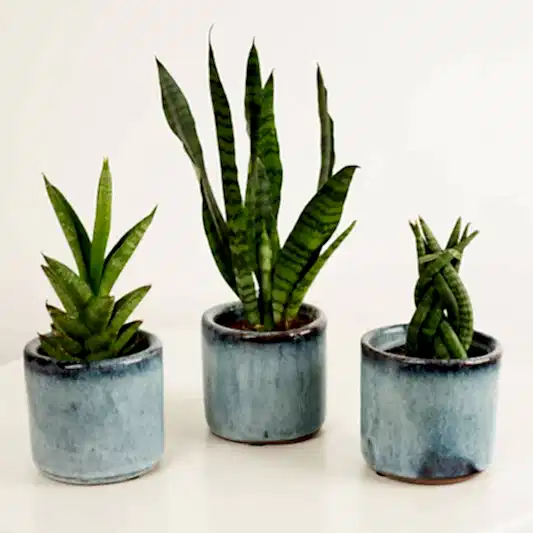 Baby Snakes  | Plant Bundle | Snake Plants