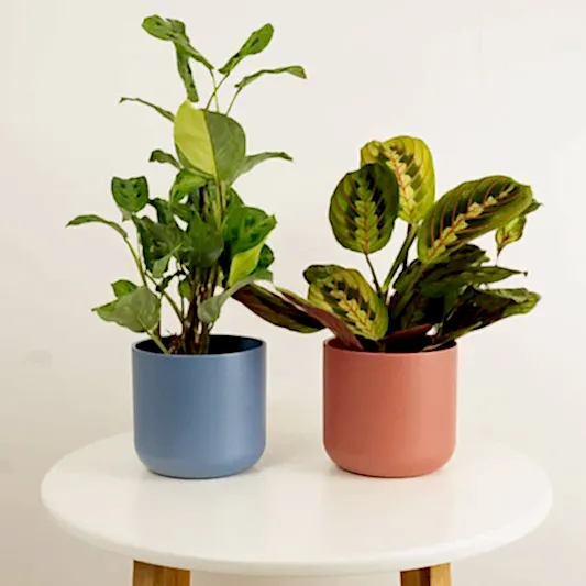 Prayer Pair | Plant Bundle | Houseplant Bundles