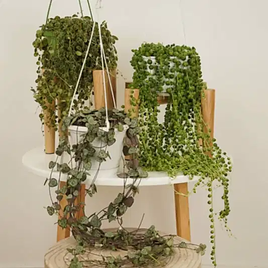 Trailing Favourites  | Plant Bundle | Houseplant Bundles