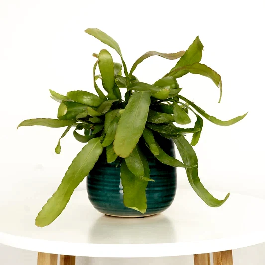 Mistletoe Cactus | Red Coral | Potted Houseplants